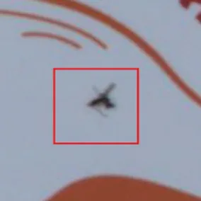 Insects